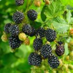 Benih Buah Blackberry Unggul Premium