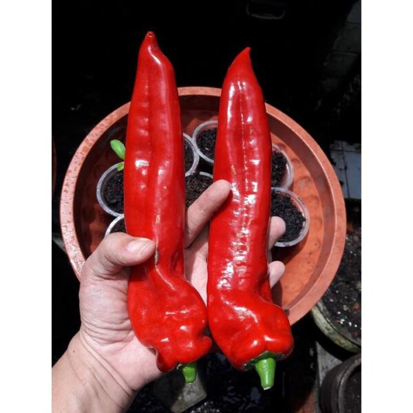 Benih Cabe Raksasa Sweet Italian Red Heirloom Premium