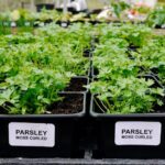 Bibit Parsley Moss Curly Tanaman Herb Premium
