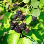 Benih Buah Blackberry Unggul Premium