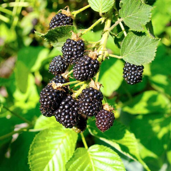 Benih Buah Blackberry Unggul Premium 5 Benih Buah Blackberry Unggul Premium