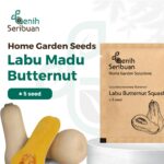 Benih Buah Labu Madu Butternut Squash F1 Hibrida Premium