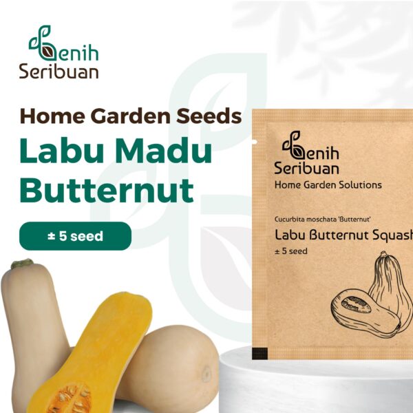 Benih Buah Labu Madu Butternut Squash F1 Hibrida Premium 1 Benih Buah Labu Madu Butternut Squash F1 Hibrida Premium