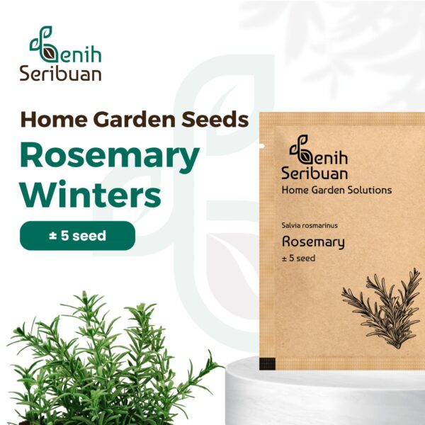 Benih Rosemary Heirloom Tanaman Herb Premium 1 Benih Rosemary Heirloom Tanaman Herb Premium
