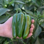 Benih Cabe Jalapeno F1 Hybrid Premium