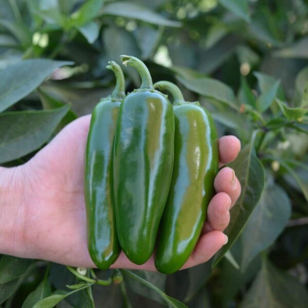 Benih Cabe Jalapeno F1 Hybrid Premium 5 Benih Cabe Jalapeno F1 Hybrid Premium