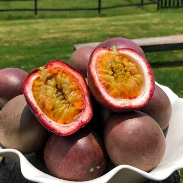 Benih Buah Markisa Ungu Kulit Halus 5 Benih Buah Markisa Ungu Kulit Halus