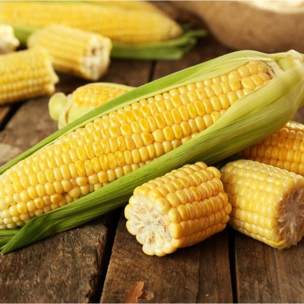 Benih Jagung Manis