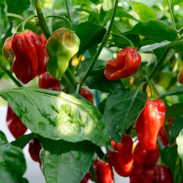 Benih Cabe Red Habanero Cabai Terpedas Heirloom Premium 4 Benih Cabe Red Habanero Cabai Terpedas Heirloom Premium