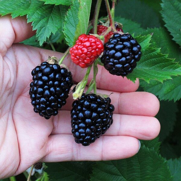 Benih Buah Blackberry Unggul Premium 4 Benih Buah Blackberry Unggul Premium