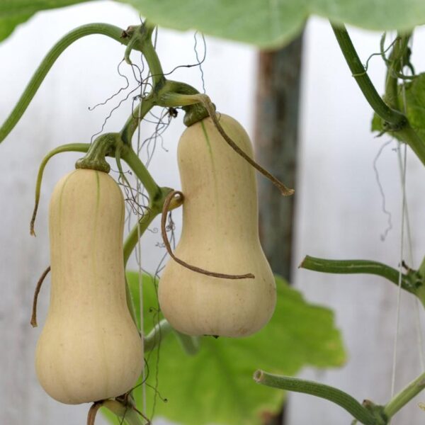 Benih Buah Labu Madu Butternut Squash F1 Hibrida Premium 3 Benih Buah Labu Madu Butternut Squash F1 Hibrida Premium
