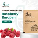 Benih Buah Raspberry Merah Unggul Premium