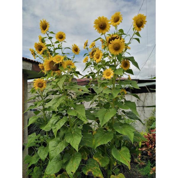 Bibit Bunga Sunflower Giant Tanaman Heirloom