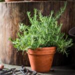 Benih Rosemary Heirloom Tanaman Herb Premium