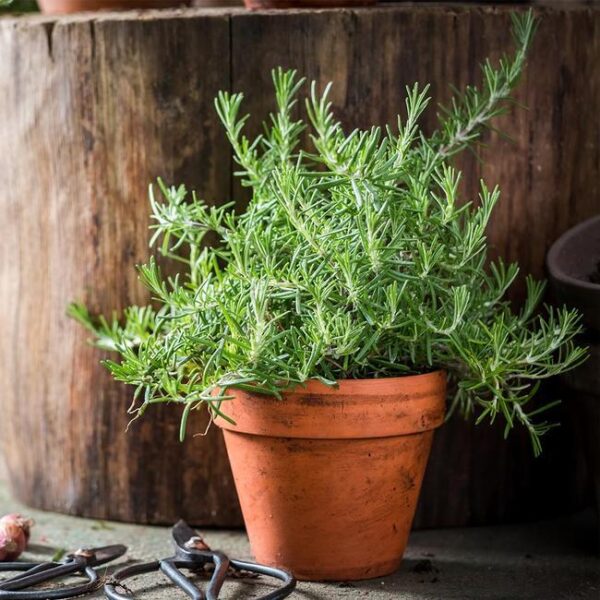 Benih Rosemary Heirloom Tanaman Herb Premium 3 Benih Rosemary Heirloom Tanaman Herb Premium