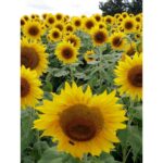 Benih Bunga Matahari Kuning Sunflower Yellow Unggul Premium