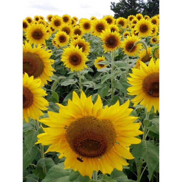 Benih Bunga Matahari Kuning Sunflower Yellow Unggul Premium
