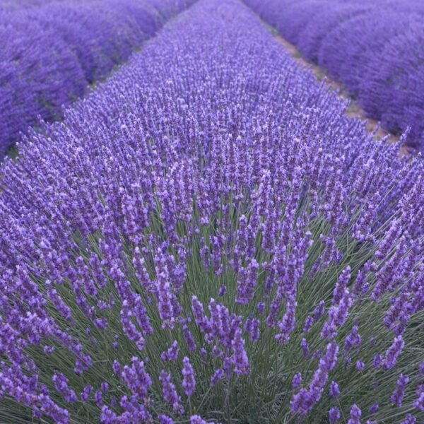 Benih Bunga Lavender English Heirloom Premium
