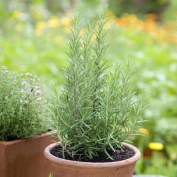 Benih Rosemary Heirloom Tanaman Herb Premium 6 Benih Rosemary Heirloom Tanaman Herb Premium