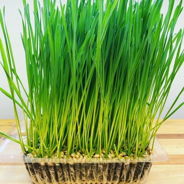 Benih Wheatgrass Rumput Kucing Unggul Premium 3 Benih Wheatgrass Rumput Kucing Unggul Premium