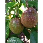 Benih Buah Markisa Ungu Kulit Halus