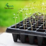 - Paket Tray Semai 5 pc Pot Tray Tebal 1 MM Lubang 128 Media Tanam Semai Benih