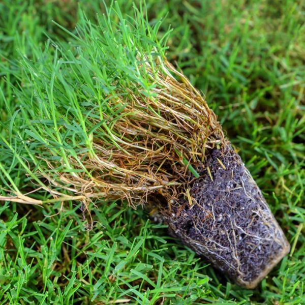 Benih Rumput Jepang Bermuda Grass F1 Premium 3 Benih Rumput Jepang Bermuda Grass F1 Premium