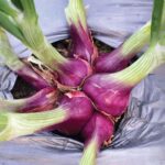 Benih Bawang Merah