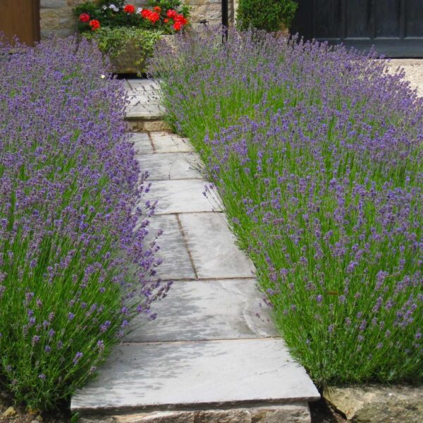 Benih Bunga Lavender English Heirloom Premium