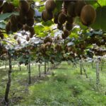 Benih Buah Kiwi Hijau Unggul Premium