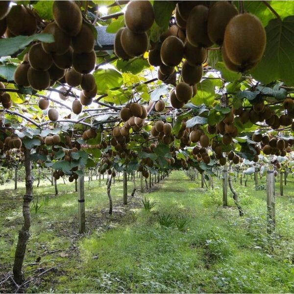 Benih Buah Kiwi Hijau Unggul Premium 5 Benih Buah Kiwi Hijau Unggul Premium