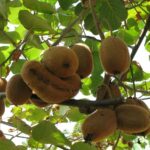 Benih Buah Kiwi Hijau Unggul Premium