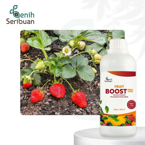 Pupuk Pelebat Buah Fruit Boost Pro 500mL Nutrisi Percepatan Pembuahan Organik Cair 4 Pupuk Pelebat Buah Fruit Boost Pro 500mL Nutrisi Percepatan Pembuahan Organik Cair