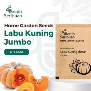 Benih Buah Labu Kuning Jumbo Unggul Premium