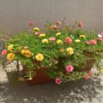 Benih Bunga Mossrose Krokot Unggul Premium