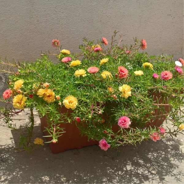 Benih Bunga Mossrose Krokot Unggul Premium