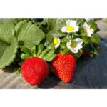 Benih Buah Strawberry California Unggul Premium