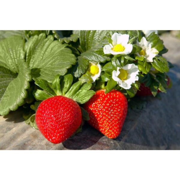 Benih Buah Strawberry California Unggul Premium 3 Benih Buah Strawberry California Unggul Premium