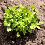 Benih Herb Coriander Daun Ketumbar Tanaman Heirloom