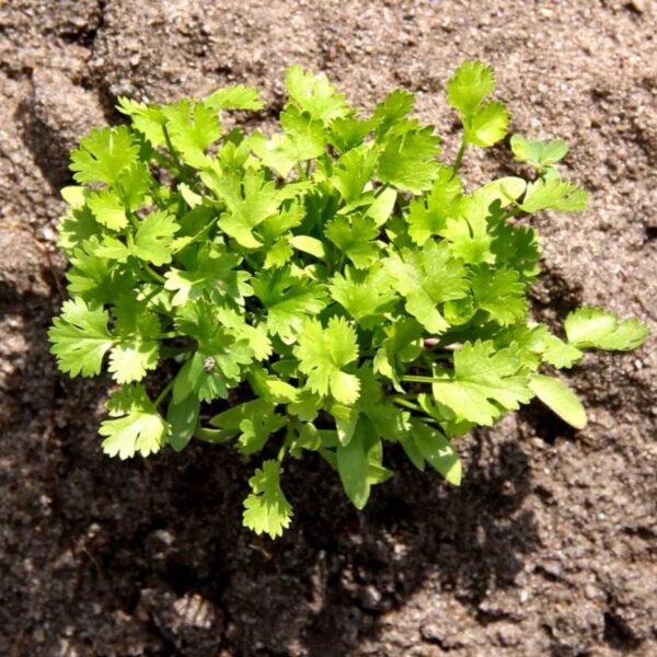 Benih Herb Coriander Daun Ketumbar Tanaman Heirloom 4 Benih Herb Coriander Daun Ketumbar Tanaman Heirloom