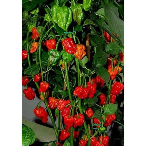 Benih Cabe Carolina Red Reaper Merah Cabai Pedas Heirloom Premium