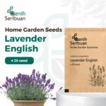 Benih Bunga Lavender English Heirloom Premium