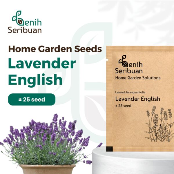 Benih Bunga Lavender English Heirloom Premium