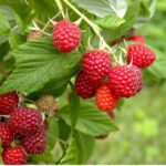 Benih Buah Raspberry Merah Unggul Premium