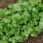 Benih Herb Coriander Daun Ketumbar Tanaman Heirloom