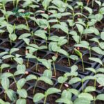 Tray Semai Pot Tray Tebal 1 MM Lubang 105 Media Tanam Semai Benih