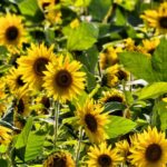 Benih Bunga Matahari Kuning Sunflower Yellow Unggul Premium