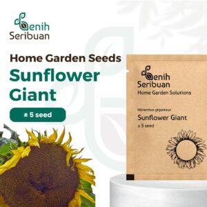 Bibit Bunga Sunflower Giant Tanaman Heirloom 