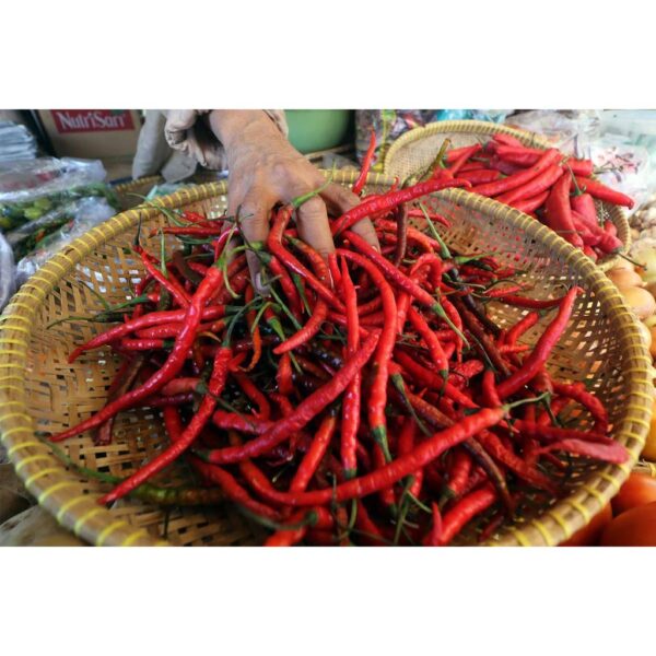 Benih Cabe Merah Keriting 4 Benih Cabe Merah Keriting