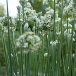 Benih Daun Kucai Tanaman Herb Heirloom Premium